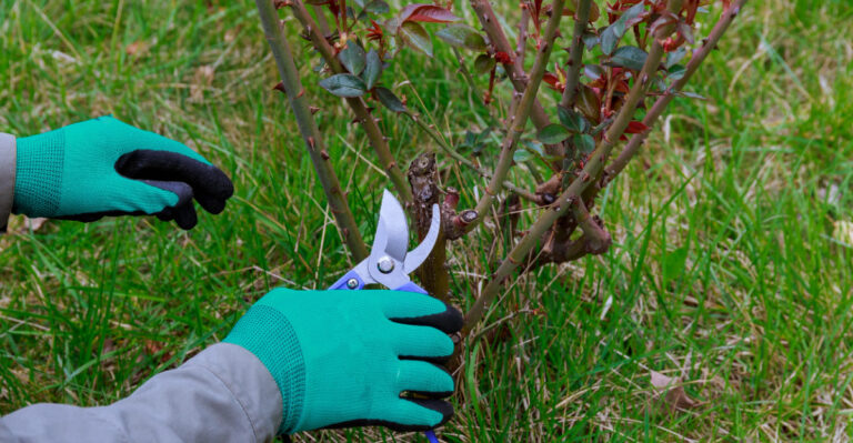 pruning rose bush (featured image)