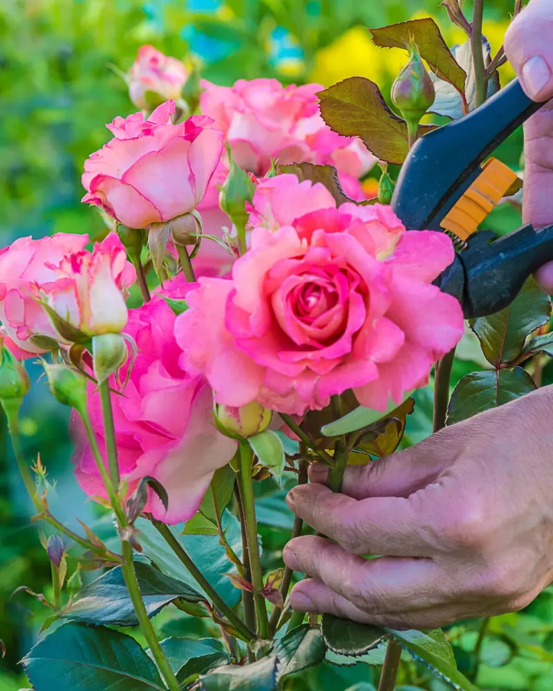Deadheading Spent Roses Encourages New Blooms To Form Faster