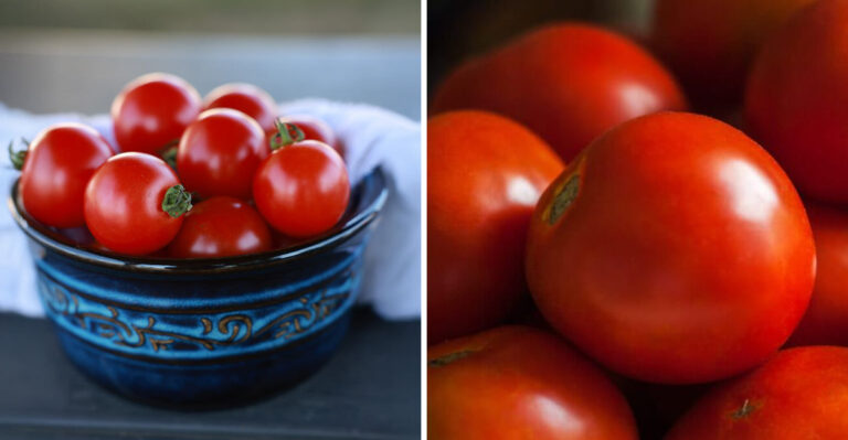 This New 2026 Tomato Hybrid Was Built For North Carolina Humidity