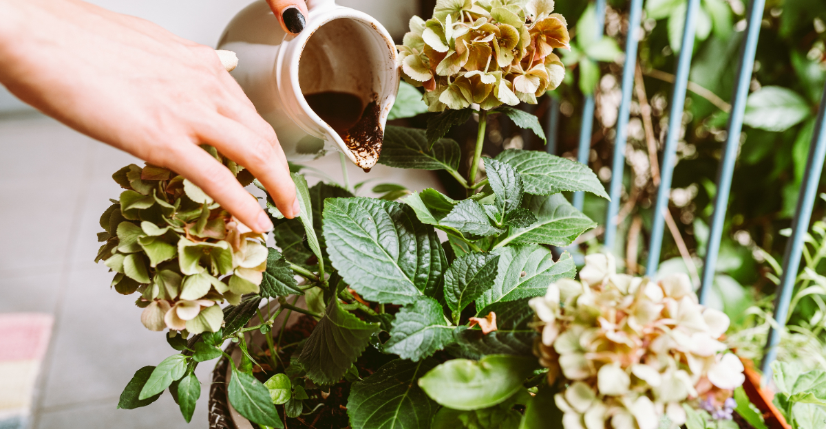 adding coffee to plants