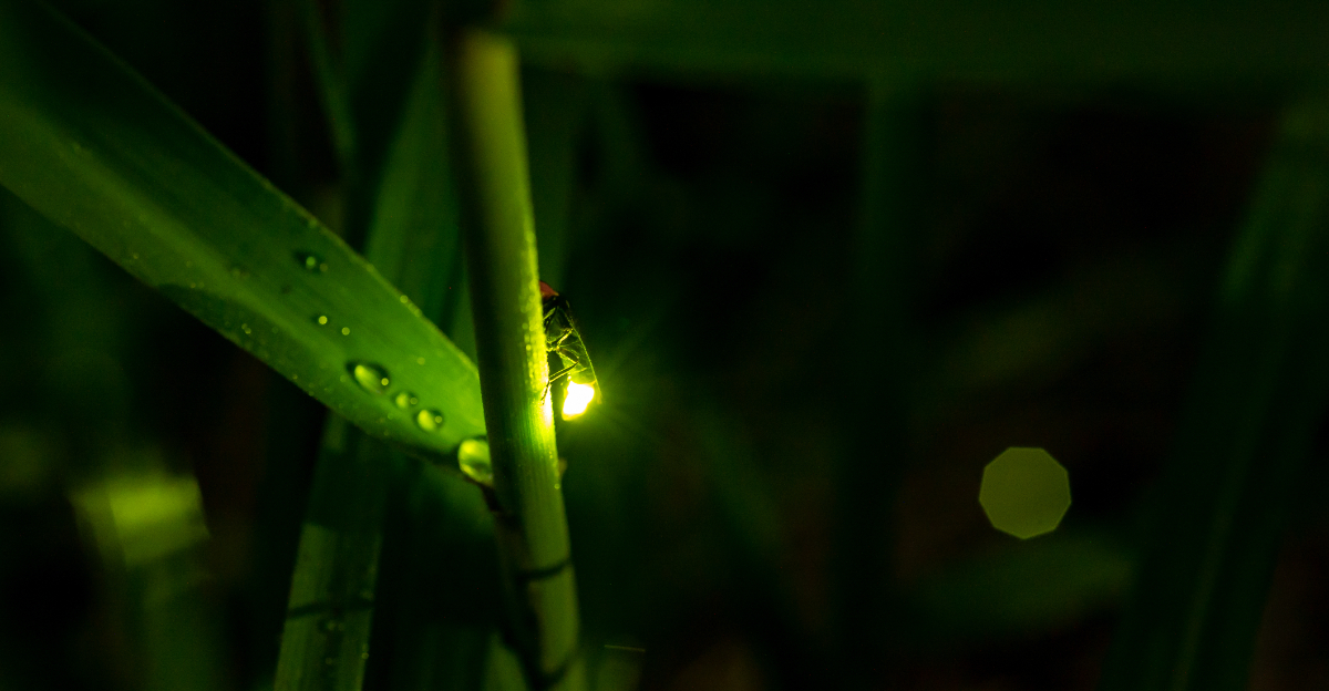 firefly on a plant stem