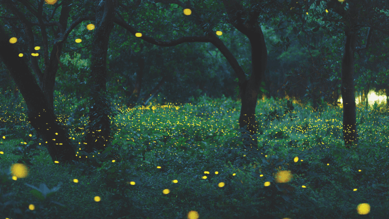 Let Part Of Your Lawn Grow Wild To Support Firefly Habitat