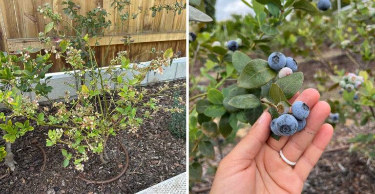 blueberry bush