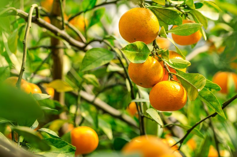 Time Your Spring Feeding