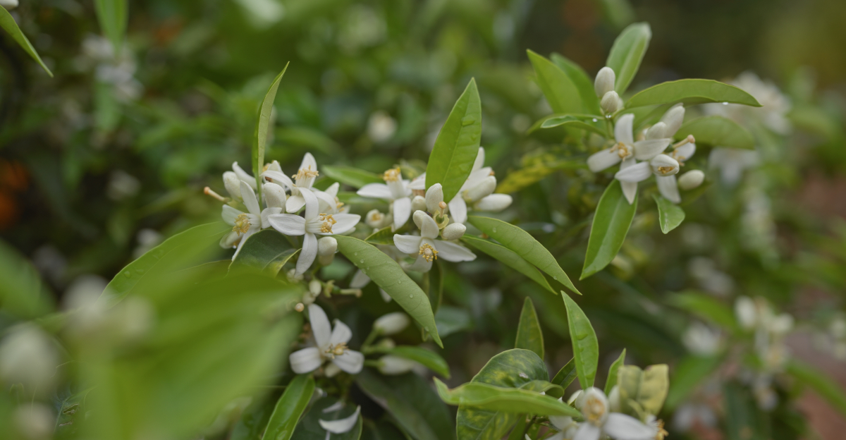 citrus tree spring