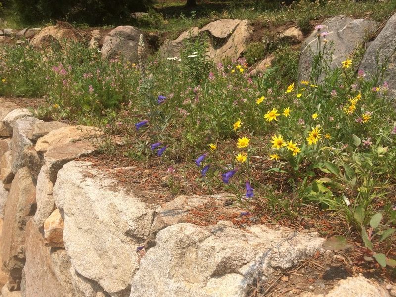 Low-Growing Habit Works Well Along Open Fence Edges