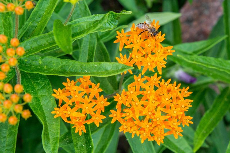 Why Butterfly Milkweed Is Showing Up In More Pennsylvania Gardens