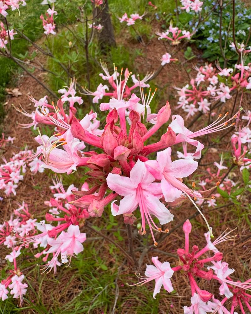 Piedmont Azalea Produces Clusters Of Fragrant Pink Blooms