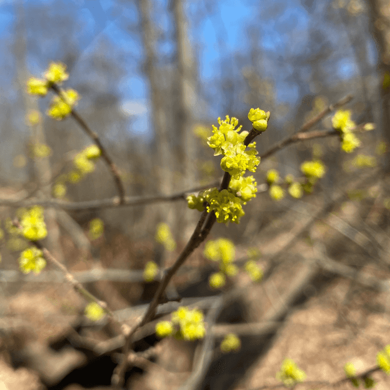 Northern Spicebush Still Belongs In Ohio Gardens That Want Old-Fashioned Charm