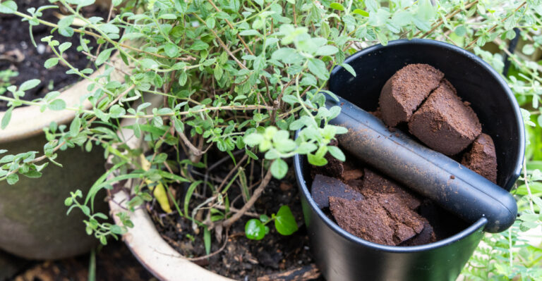 coffee ground for plant
