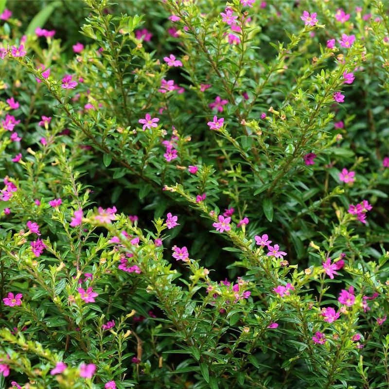 What Is Mexican Heather And Why Everyone's Talking About It