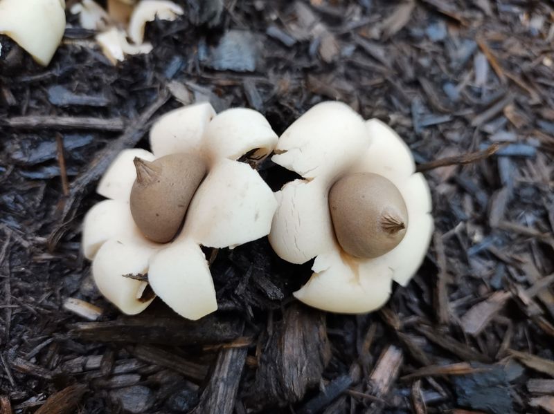 Earth Star Mushrooms Stand Out For Their Unusual Shape