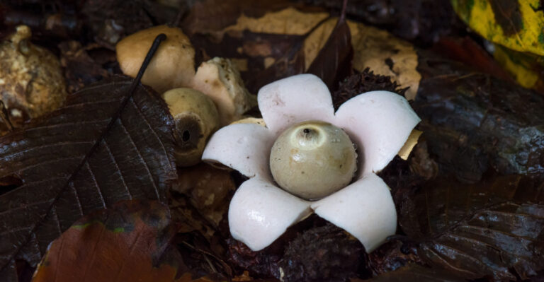 This Strange Star-Shaped Mushroom In Oregon Looks So Unreal People Think It Is Fake