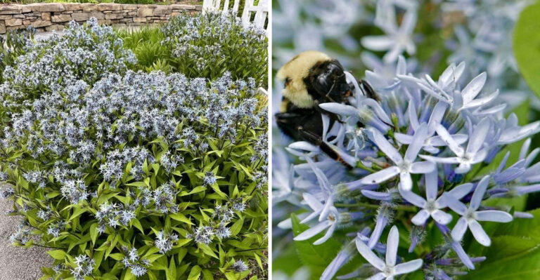 This Tall Flower Attracts Bees, Hummingbirds, And Butterflies All Over North Carolina