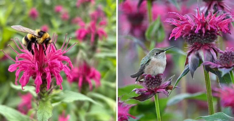 This Tall Flower Brings Bees, Hummingbirds, And Butterflies To Georgia Gardens