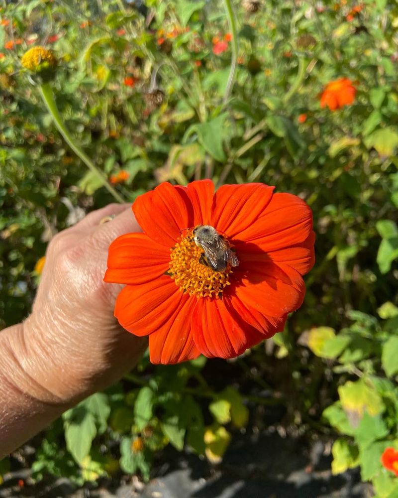Mexican Sunflower Grows Tall And Quickly Becomes A Pollinator Magnet