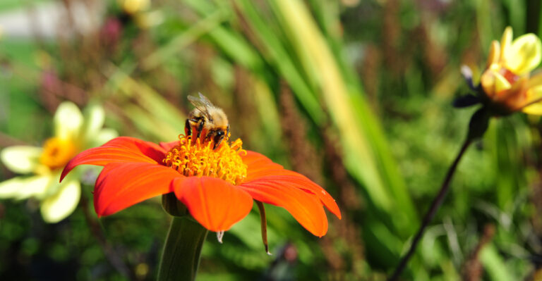 plant (featured image)