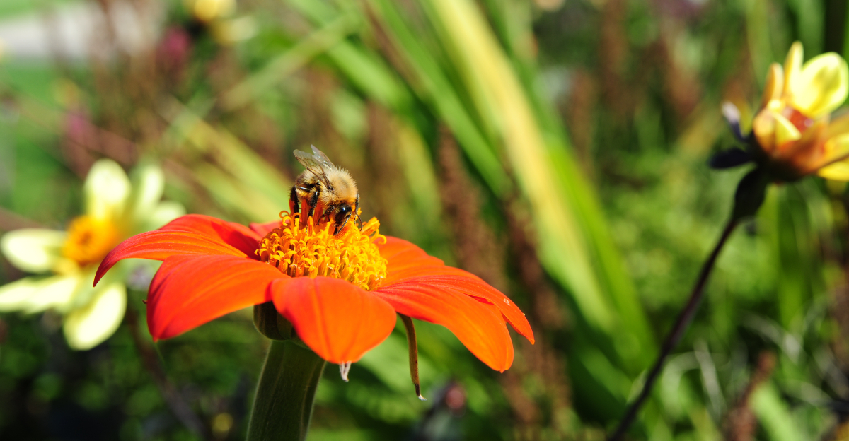 plant (featured image)