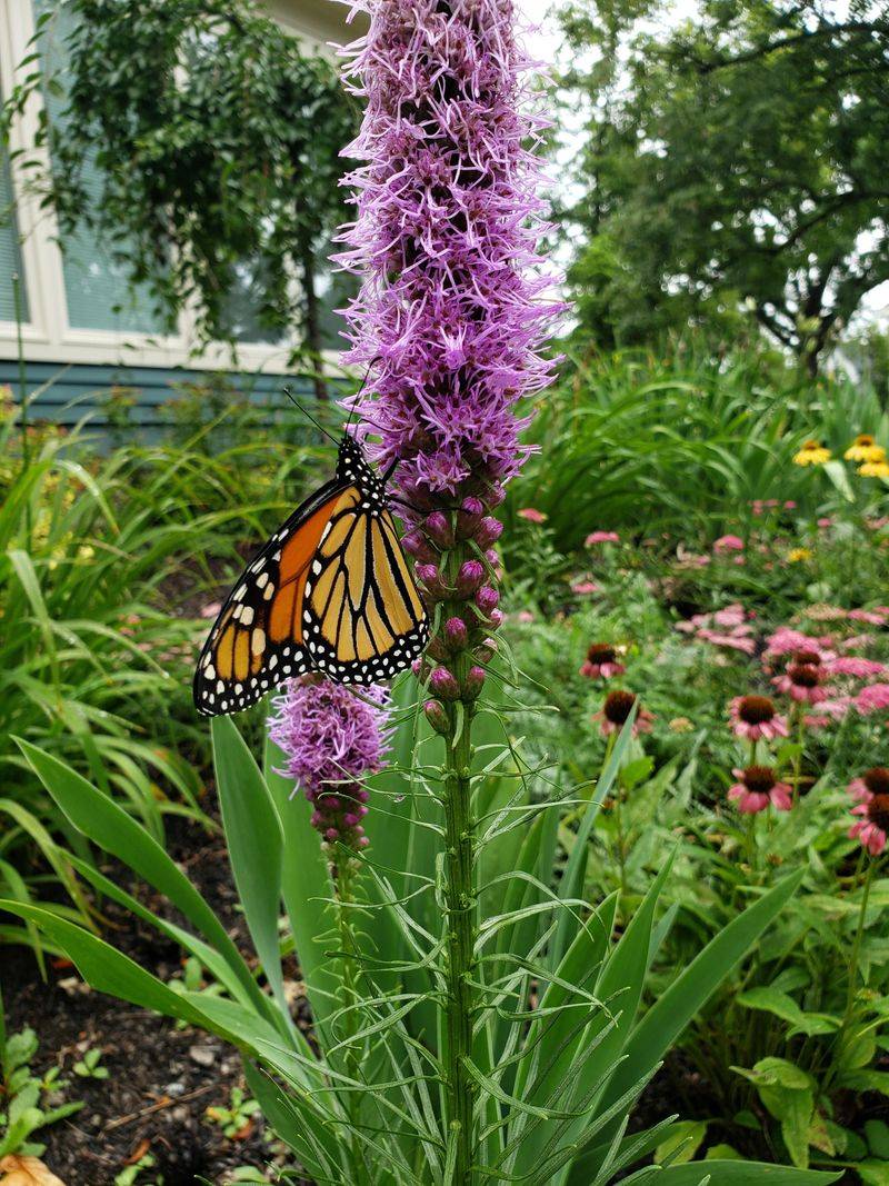 Why Blazing Star Stands Out