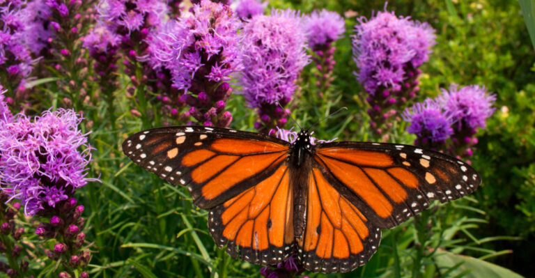blazing star and butterfly
