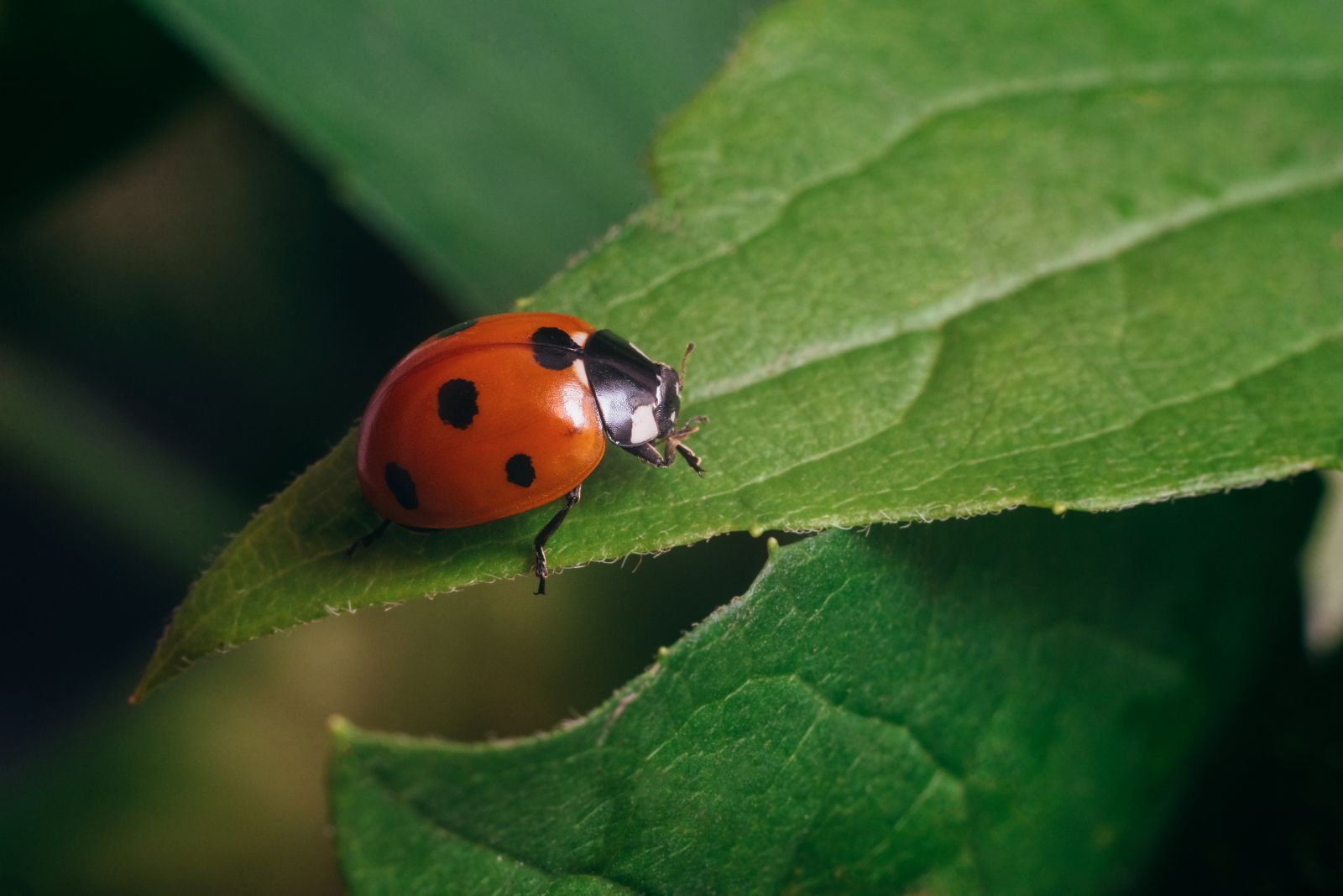 ladybug