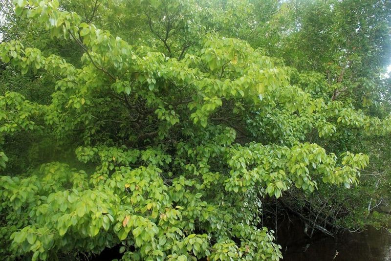 The Manchineel Tree Thrives In South Florida's Wetlands
