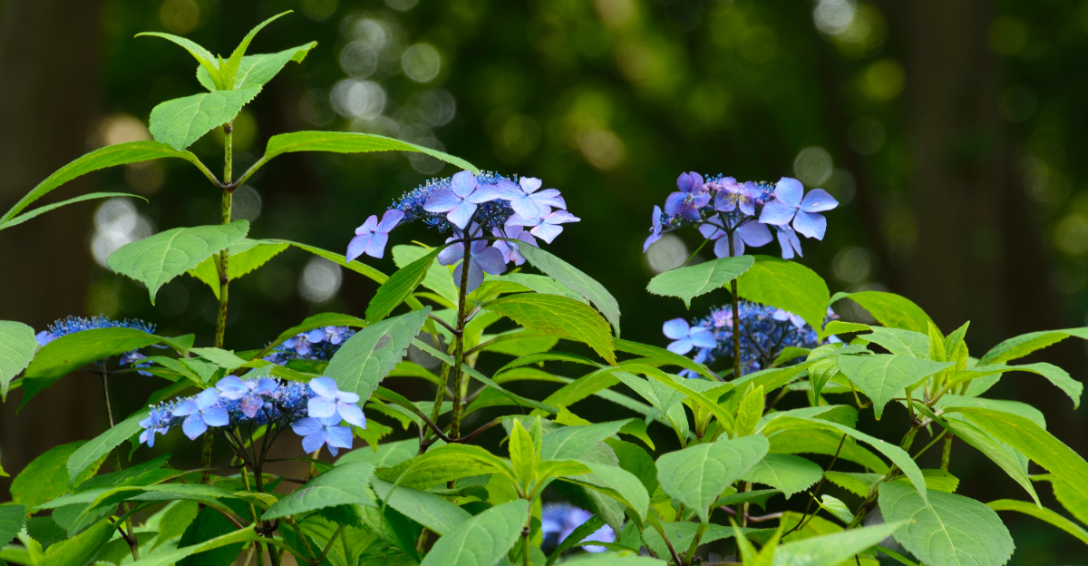 hydrangea serrata