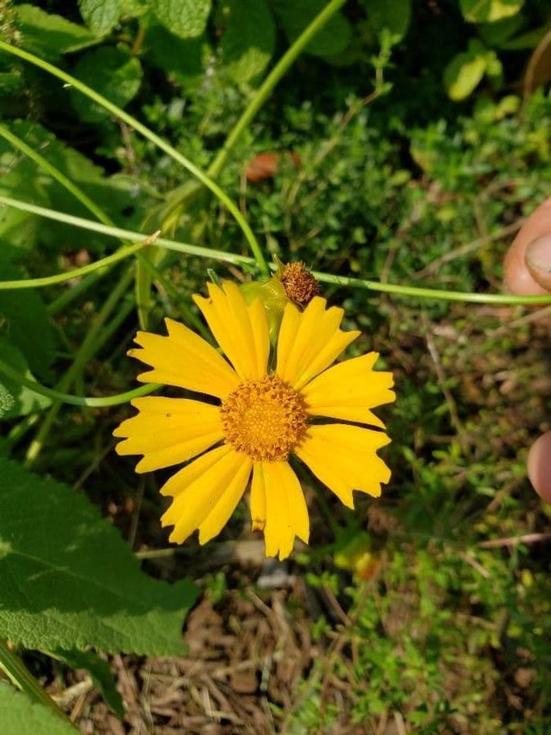 The Plant Tolerates Poor Soil Conditions