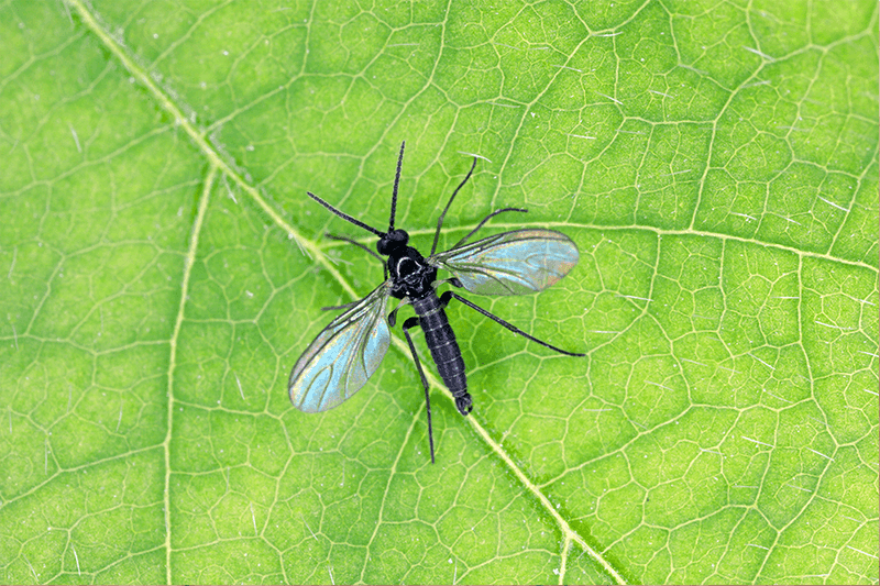 They Are Usually Fungus Gnats, Not Fruit Flies