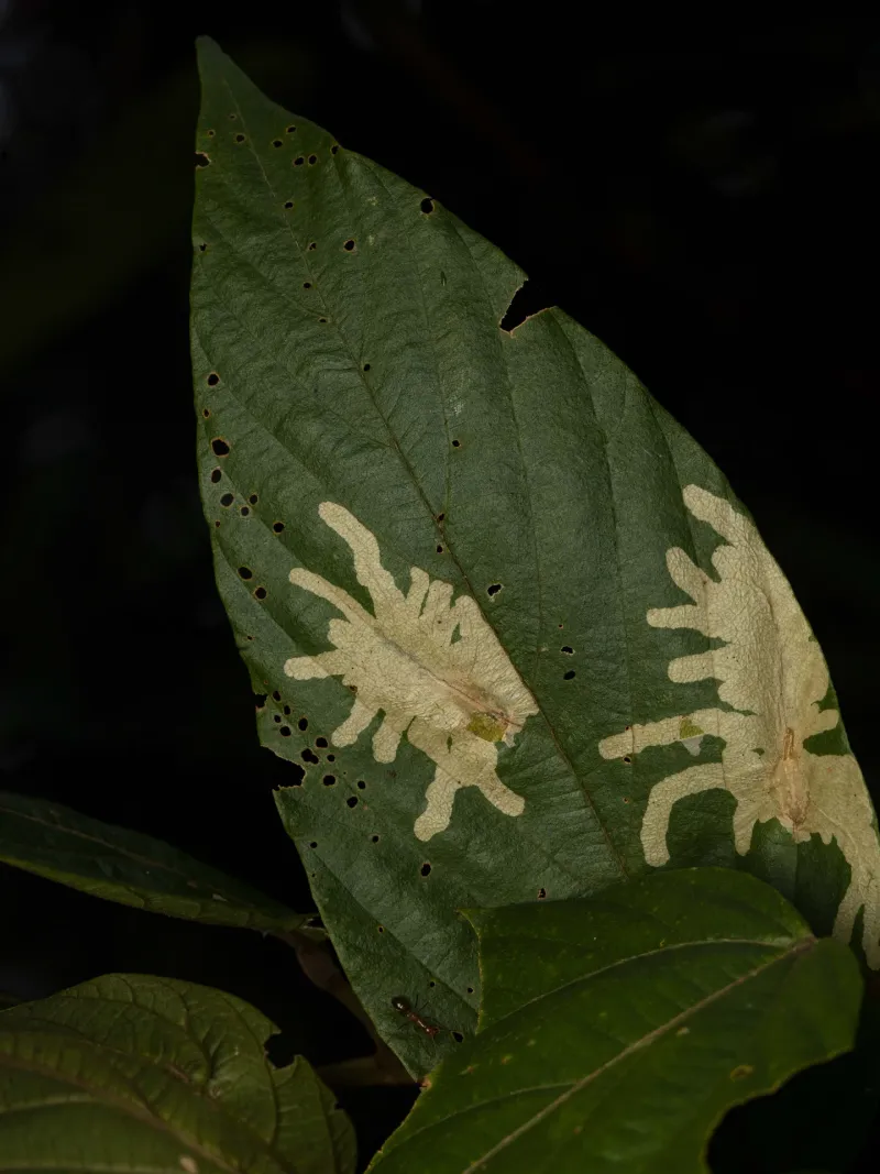 Leaf Miners