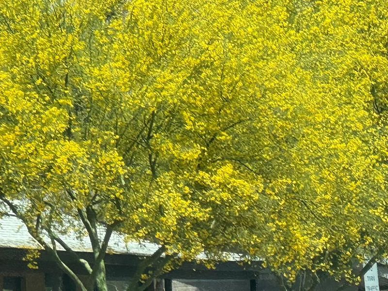 Grows Well In Poor Soil Without Extra Amendments