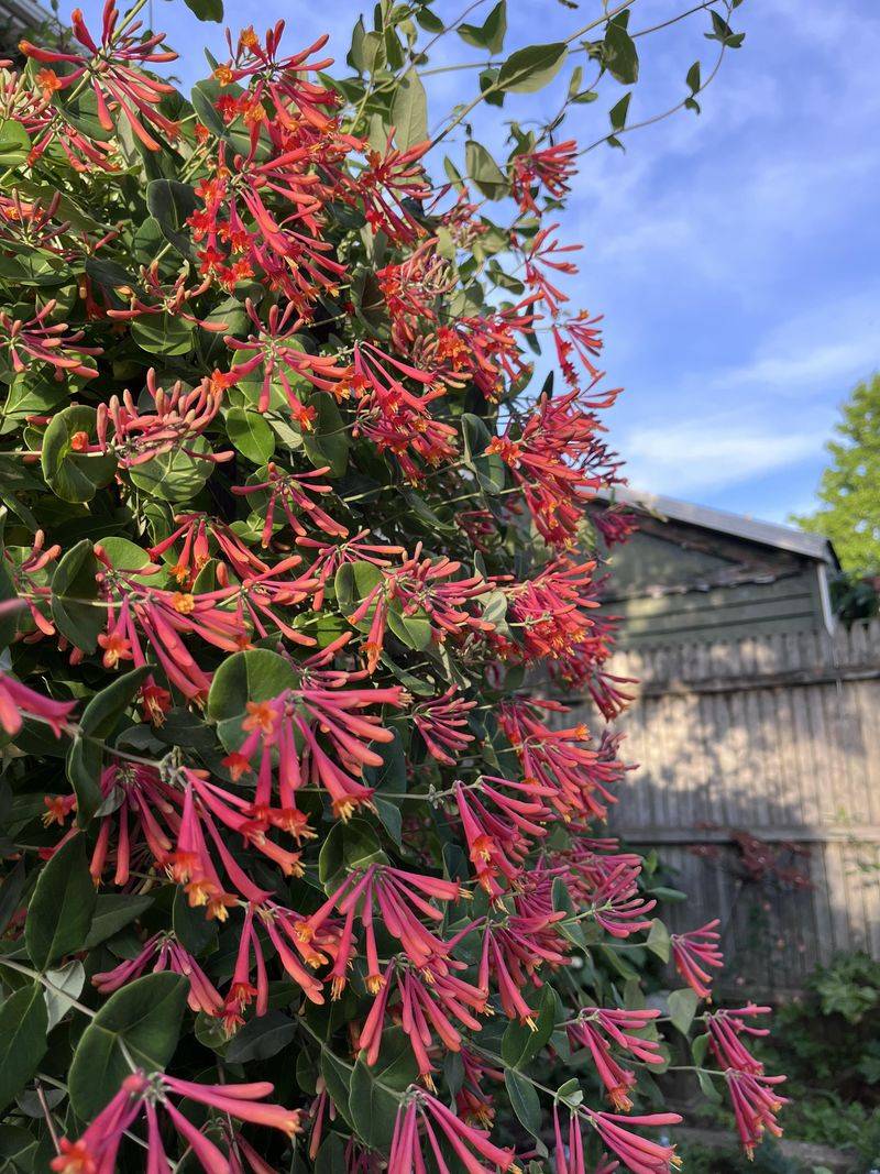 Year-Round Color And Texture