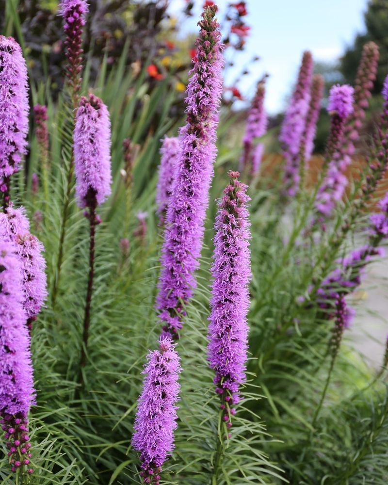 Very Drought Tolerant Once Established