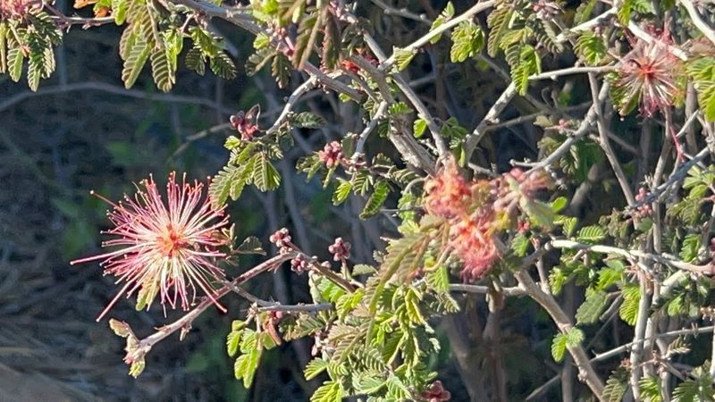 Red Powder Puff Blooms Draw Hummingbirds In Spring And Summer