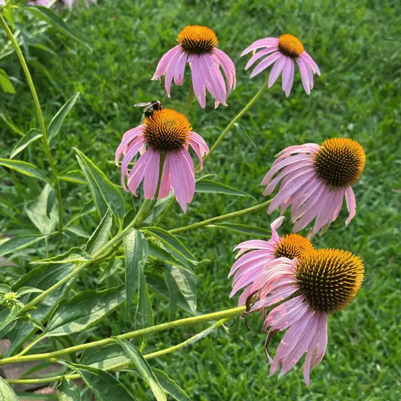 Tolerates Periods Of Dry Weather