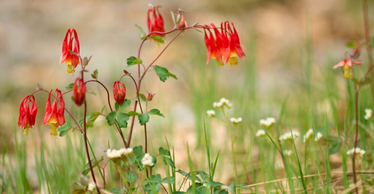 Columbines