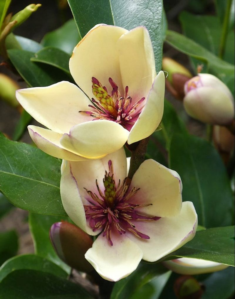 Banana Shrub Adds Fragrance And Flowers Without A High Cleanup Bill