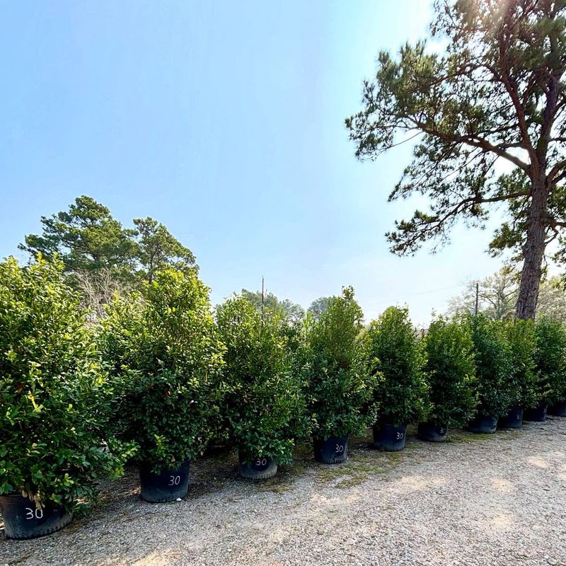 Nellie Stevens Holly Builds A Tall And Reliable Privacy Screen