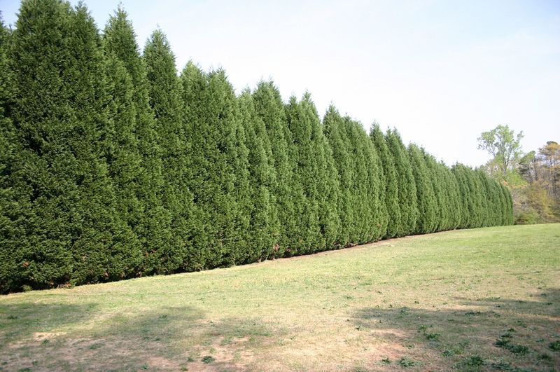 Leyland Cypress That Grows Fast And Stays Dense
