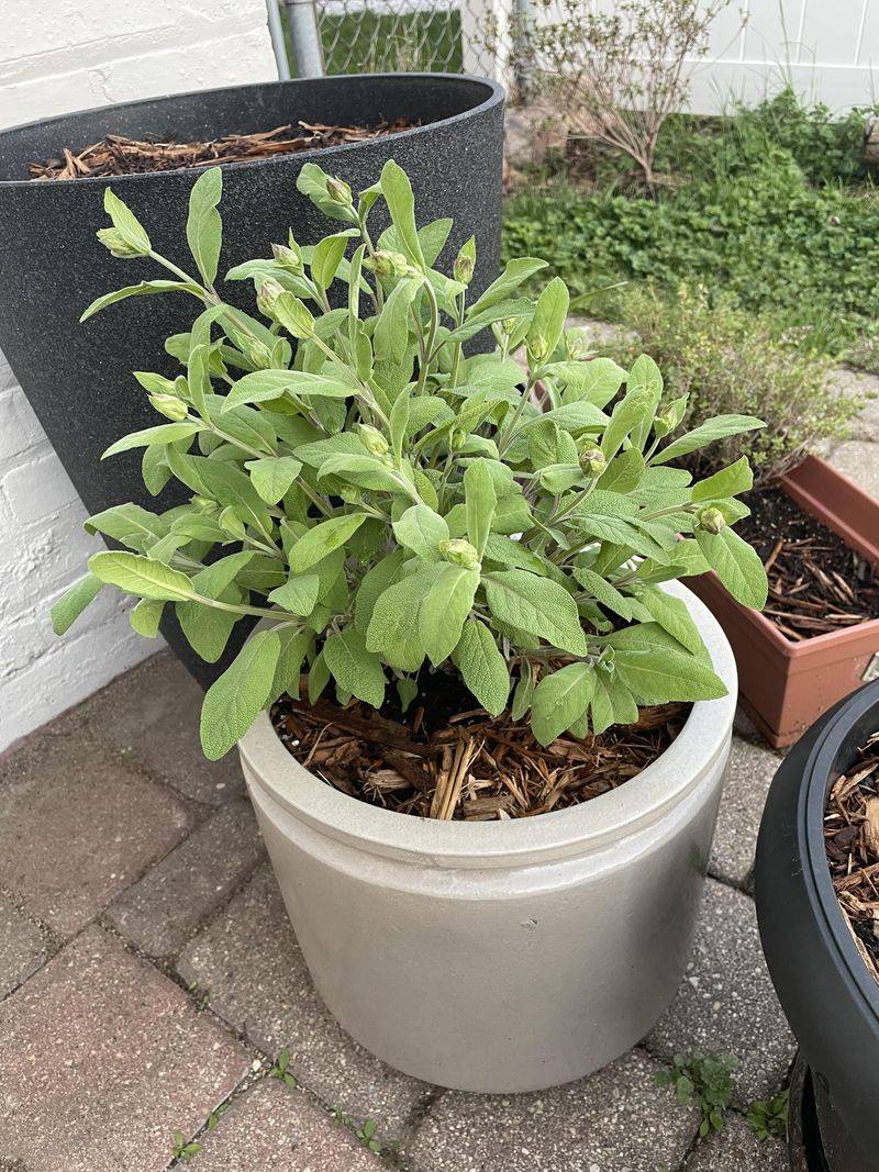 Sage Settles In Well During Spring Planting Season