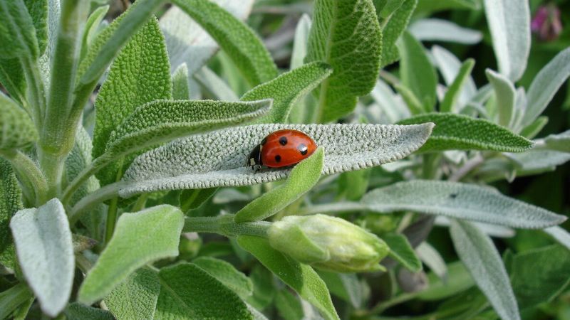 Sage Seeds With Silvery Foliage And Flavor