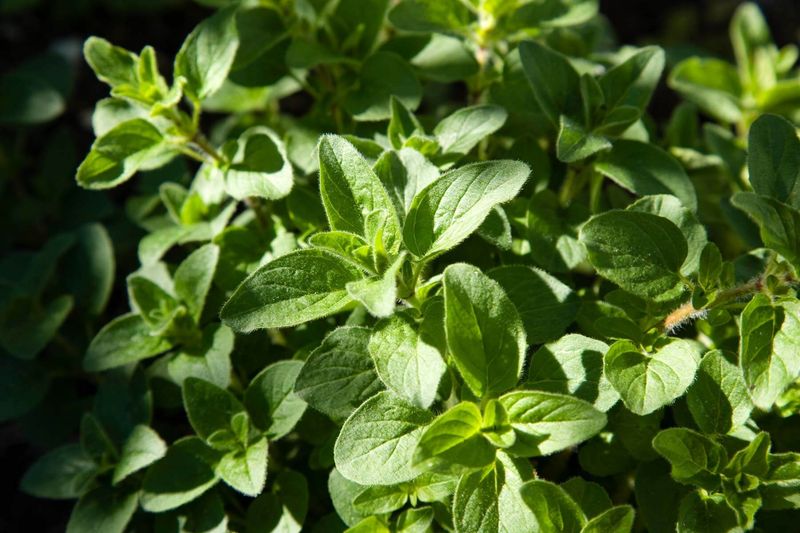 Oregano Thrives In Warm Dry Spots