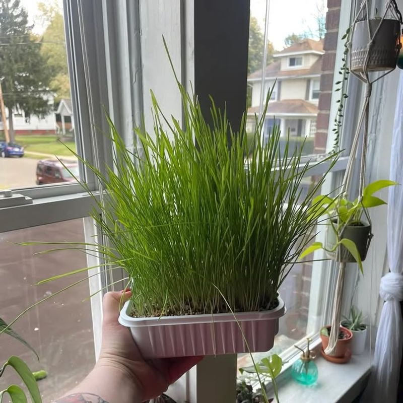 Chives With Pretty Purple Blossoms And Onion Notes