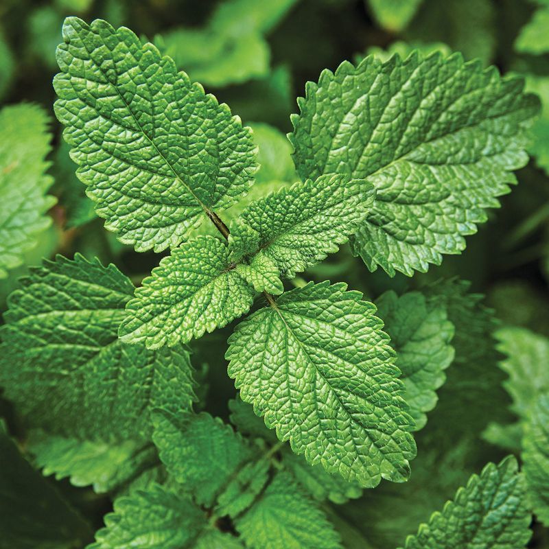 Lemon Balm That Brings Bright Citrus Scent