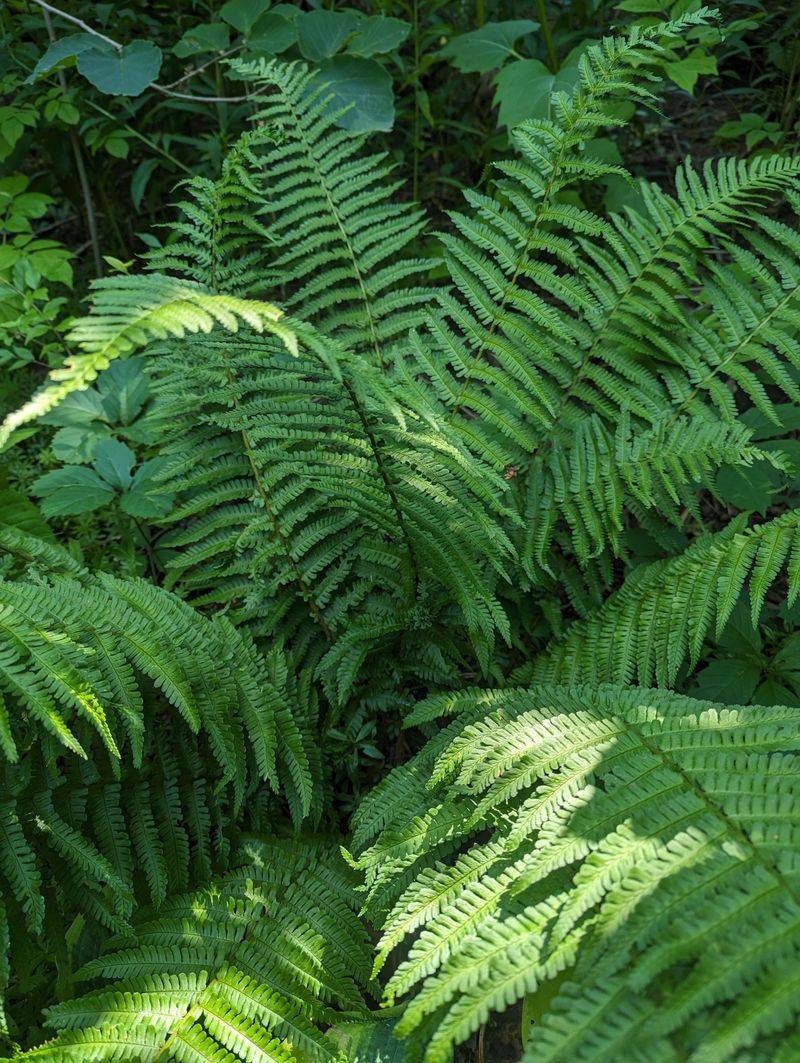 Ferns Provide Lush Greenery For Shaded Spaces