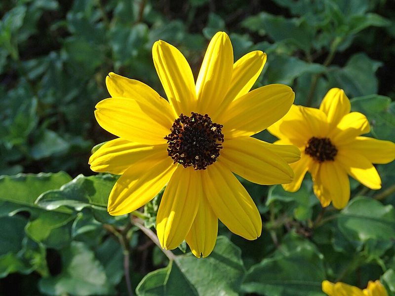 Beach Sunflower Spreads Bright Blooms In Sunny Spots