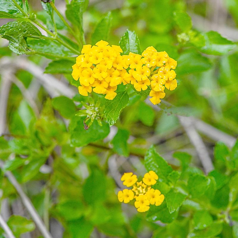 Pineland Lantana Blooms In True Native Style
