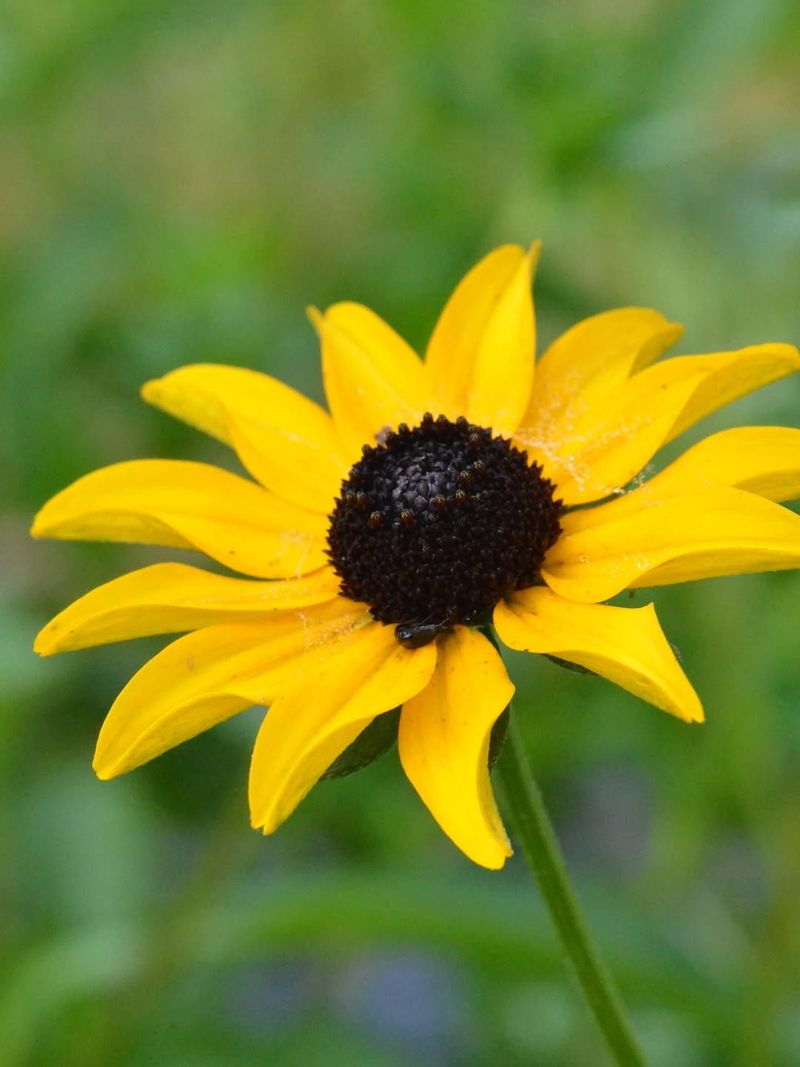 Black-Eyed Susan