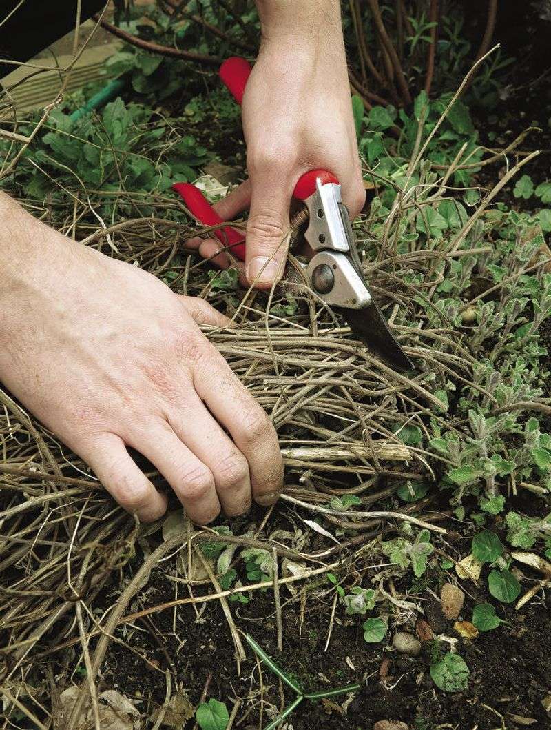 Reduce Catmint Early For A Fuller Shape