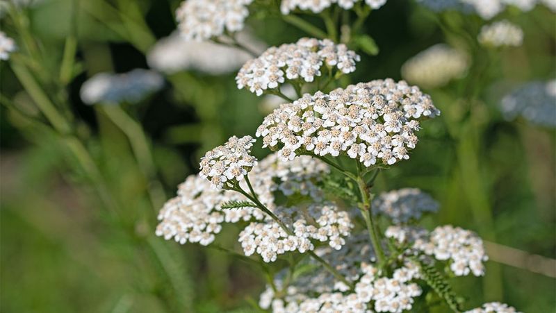 Yarrow (California Yarrow)